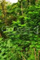 Closeup view of a rainforest with lush greenery in Hawaii with copyspace. Exploring wildlife in remote tropical jungle for vacation and holiday. Green trees and bushes in mother nature during summer