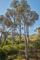 Pine trees in a wild forest on a sunny day. Nature landscape of plants and bushes growing on a green hill with a blue sky background. Lush mountain tree growth in an eco friendly environment