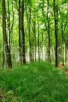 Lush green uncultivated forest trees in spring. Magical and secluded woodland with growing and blooming vegetation in an undisturbed natural area. Landscape view of a beautiful remote park in summer