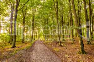 Scenic view of beech tree forests, a hiking or trekking dirt trail leading into mother nature. Retreating to lush woods and woodlands. Serene, peaceful, tranquil, zen remote and isolated environment