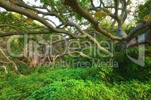 Landscape view of lush green rainforest with canopy trees growing wild in Oahu, Hawaii, USA. Scenic ecosystem of dense plants, bushes and shrubs in remote conservation jungle, forest or nature woods