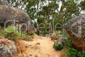 Secluded mountain hiking trail on Table Mountain on a sunny day. Mountainous walking path surrounded by green bushes and trees. Popular tourist attraction in Cape Town. Walking trails for exploration