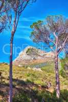 Landscape view, blue sky with copy space of Lions Head mountain in Western Cape, South Africa. Steep scenic famous hiking and trekking terrain with trees, grass, shrubs growing around it in summer