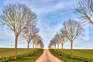 Countryside dirt road between trees grass and blue sky background. Tree path on green hills in a clean nature environment. Single roadway for traveling along a beautiful scenic meadow land in Germany