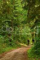 Two cyclist riding their bikes down a dirt path or road in an uncultivated forest. Exercising and getting fit in the wilderness surrounded by tress and foliage. Athletes working out on their bicycles