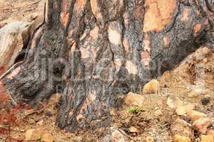 Closeup of burnt tree stump on rural landscape. Zoom in on scorched texture and patterns of stump after forest wildfire. Details of effects of environmental damage after a devastating fire in nature