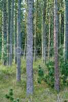 Trunks of pine trees in remote empty forest in the mountain in nature. Secluded woodland filled with big trees for adventure and backpacking on getaway vacation. Deserted tourism attraction in woods