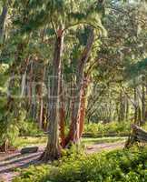 Sun shining on tall trees in a green jungle or rainforest in Hawaii, USA. Soothing nature with beautiful lush green branches and bushes, perfect scenic views with hidden beauty, peace and harmony