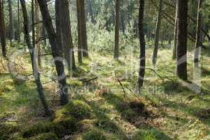 Slim trunks of planted pine trees in a deserted forest in nature. Peaceful secluded and empty woodland looking magical and mysterious during the day. Fresh woods with cultivated vegetation in summer