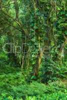 Landscape of forest details of a lush jungle in Hawaii, USA. Ecological life in a remote location in nature with tropical trees, plants and scrubs. The rainforests are a moist broadleaf forest