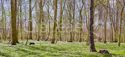 Nature landscape or environmental conservation of field with white anemone flowers blossoming in peaceful, magical forest. View of small ranunculaceae flowering plants blooming in remote countryside