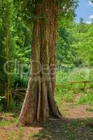 Big old tree trunk in a forest. Remote woodland in spring with green grass, plants, and bushes growing in between trees. Discovery deep in the empty woods in a wild and vibrant nature environment