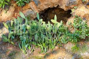 Green succulent plants growing in dry mountain soil outdoors in nature during summer. Lush and vibrant foliage in a remote desert on a hot spring day. Dry and arid land with prickly pear fruit
