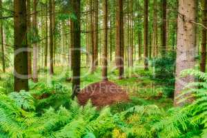 Huge anthill in a pine forest. Huge anthill in pine forest, Denmark.