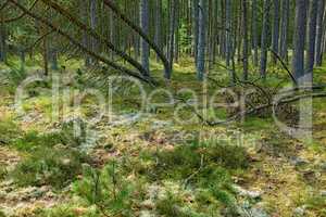 Fallen pine trees after a storm or strong wind leaning and damaged in a forest. Landscape of many leafless branches in nature. Uncultivated vegetation and shrubs growing in a secluded environment
