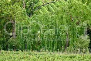 Landscape view of vineyard of green grapes growing on wine agriculture and farming estate in remote countryside with weeping willow trees in background. Cultivation of fruit crops for export industry