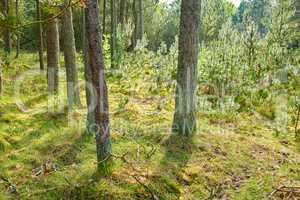 Pine trees growing in a forest with dry grass and green plants. Scenic landscape of tall and thin trunks with bare branches in nature during autumn. Uncultivated and wild shrubs growing in the woods