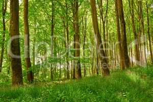 Landscape view of a scenic forest of fresh green and deciduous trees. Natural landscape of vegetation environment. Nature background with tall trunks in densely populated woods.