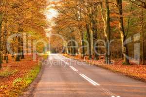 View of a scenic road and trees in a forest leading to a secluded area during autumn. Woodland surrounding an empty street on the countryside. Deserted forest or woods along a quiet highway in fall