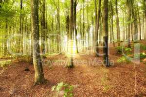 Woodland landscape with tall trees and a sun flare in a forest. Trunks of young oak or spruce trees growing in outside wilderness in nature. Uninhabited magical nature scene to explore on adventure