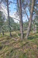 Pine trees growing in a forest with dry grass against a blue sky. Landscape of tall and thin tree trunks with bare branches in nature during autumn. Uncultivated and wild shrubs growing in the woods