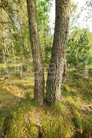 Landscape view of wild fir, cedar or pine trees growing in quiet countryside woods in Sweden. Green environmental nature conservation, coniferous forest in remote tourism destination for resin export