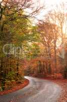 Empty and secluded road surrounded by trees and autumn leaves. Deserted and scenic street or highway filled with fall colours and scenery. Mysterious road path that can lead to dangerous driving