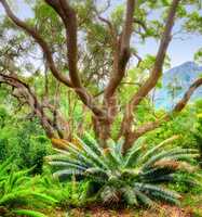 Flowers, plants and trees in Kirstenbosch Botanical Gardens in Cape Town, South Africa. Landscape view of a beautiful and unique tree growing with greenery and vegetation in a popular tourist city