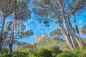 Landscape view of Lions Head mountain, forest trees and blue sky in remote hiking area or tourism destination in Cape Town, South Africa. Calm, serene or tranquil countryside for relaxing in nature