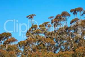 Trees, plants, and vegetation along a forest on a nature reserve against a clear blue sky. Panoramic and scenic view of greenery on beautiful vegetation during summer with copy space