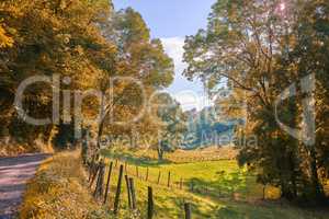 Autumn countryside road on a farm land. Yellow trees landscape on sustainable agriculture farmland with grazing animals on green pasture in fall. Street traveling through stunning nature environment