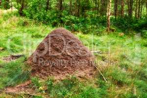 Huge anthill in a pine forest. Huge anthill in pine forest, Denmark.