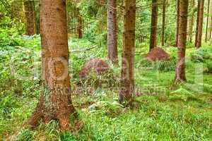 Huge anthill in a pine forest. Huge anthill in pine forest, Denmark.