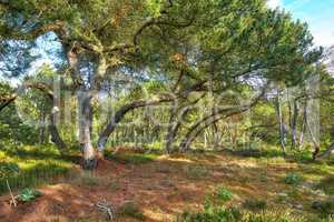 Overgrown peaceful forest wilderness with lush greenery of wild grass and trees for copy space background. Quiet nature landscape of mysterious pine trees to explore in endless woodland