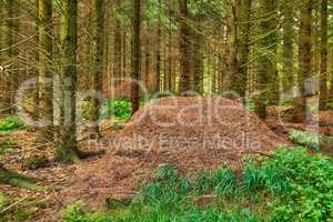 Huge anthill in a pine forest. Huge anthill in pine forest, Denmark.