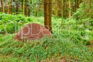 Huge anthill in a pine forest. Huge anthill in pine forest, Denmark.