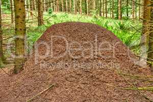 Huge anthill in a pine forest. Huge anthill in pine forest, Denmark.