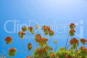 Pink wild pear after flowering season with vibrant green leaves in garden with clear blue sky and copy space lensflare. Dombeya burgessiae plant with flowers. Shrub or small tree growing outdoors