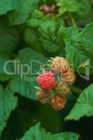 Closeup of raspberries growing on a vine on a farm in summer. Ripe, delicious and healthy fruit ready to be harvested for eating on a farmland. Raspberries are good for health and high in vitamins