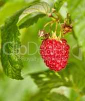 Closeup of raspberry growing on a vine on a farm in summer. Ripe, delicious and healthy fruit ready to be harvested for eating on a farmland. Raspberries are good for health and high in antioxidants