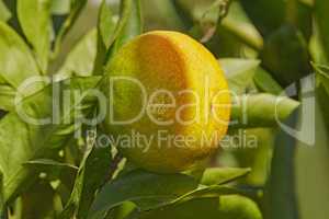 Closeup of ripening lemon growing on a tree at in a yard or organic agriculture orchard farm. Lush citrus fruit plant with green leaves during harvest season. Providing vitamin C and fiber for health