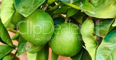 Two ripening limes growing on a tree in a yard or organic agriculture orchard farm. Closeup of lush citrus fruit plant with green leaves during harvest season. Providing vitamin C for good health