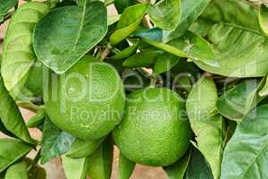 Closeup of limes growing on trees at a nursery or on a farm in summer. Citrus fruit helps the immune system stay healthy and protects from infection. Lemons providing vitamin C on a leafy tree