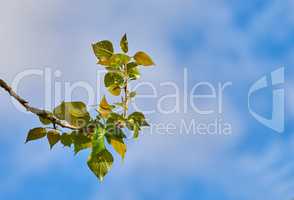 Closeup of vibrant green leaves against a blue sky copy space background on a sunny day . Serene, beautiful nature environment in summer. Peaceful landscape with green foliage on tree branch