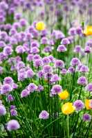 Colorful purple flowers growing in a garden. Closeup of chives or allium schoenoprasum from the amaryllidaceae spcies with vibrant petals blooming amongst yellow tulips on a sunny day in spring
