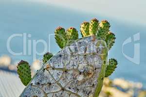 Closeup of prickly pear cactus flowers getting ready to blossom and bloom in Mexico desert. Succulent fig optunia growing. Farmed and cultivated for nutrition, antioxidants, vitamins and minerals