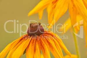 Vibrant yellow black eyed susan flowers growing, flowering against bokeh background in home garden. Closeup of coneflower or rudbeckia hirta blooming as medicinal herbal plants in landscape backyard