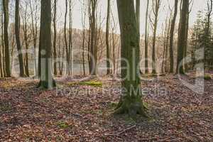 Moss covering beech trees in remote forest, environmental conservation and nature reserve. Woods with damp algae and fungal growth in serene, tranquil and calm countryside or m quiet field in Sweden