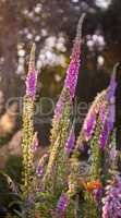 Colorful Foxglove flowers growing in an ecological nature garden. Closeup of beautiful lush organic forest plant, foliage with vibrant petals blooming and blossoming on a sunny day in spring