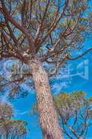 Beautiful and majestic tree thriving in the woods or an eco friendly environment with details of old bark textures and patterns. Closeup of a large oak growing against a clear blue sky from below